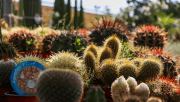 Comprar cactus en Ondara – Monverd