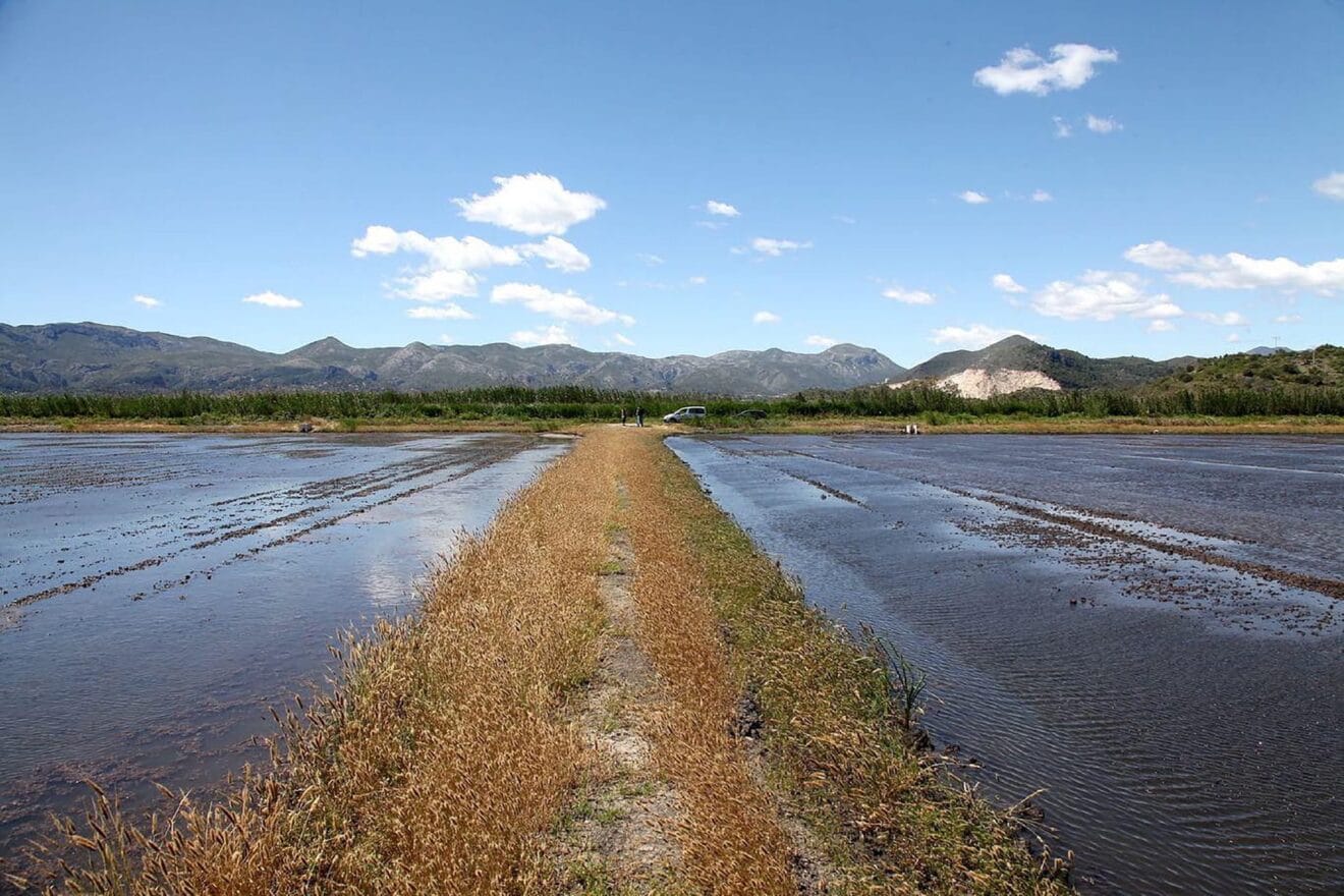 Conselleria reducirá la densidad de las poblaciones de jabalí en la Marjal Pego-Oliva