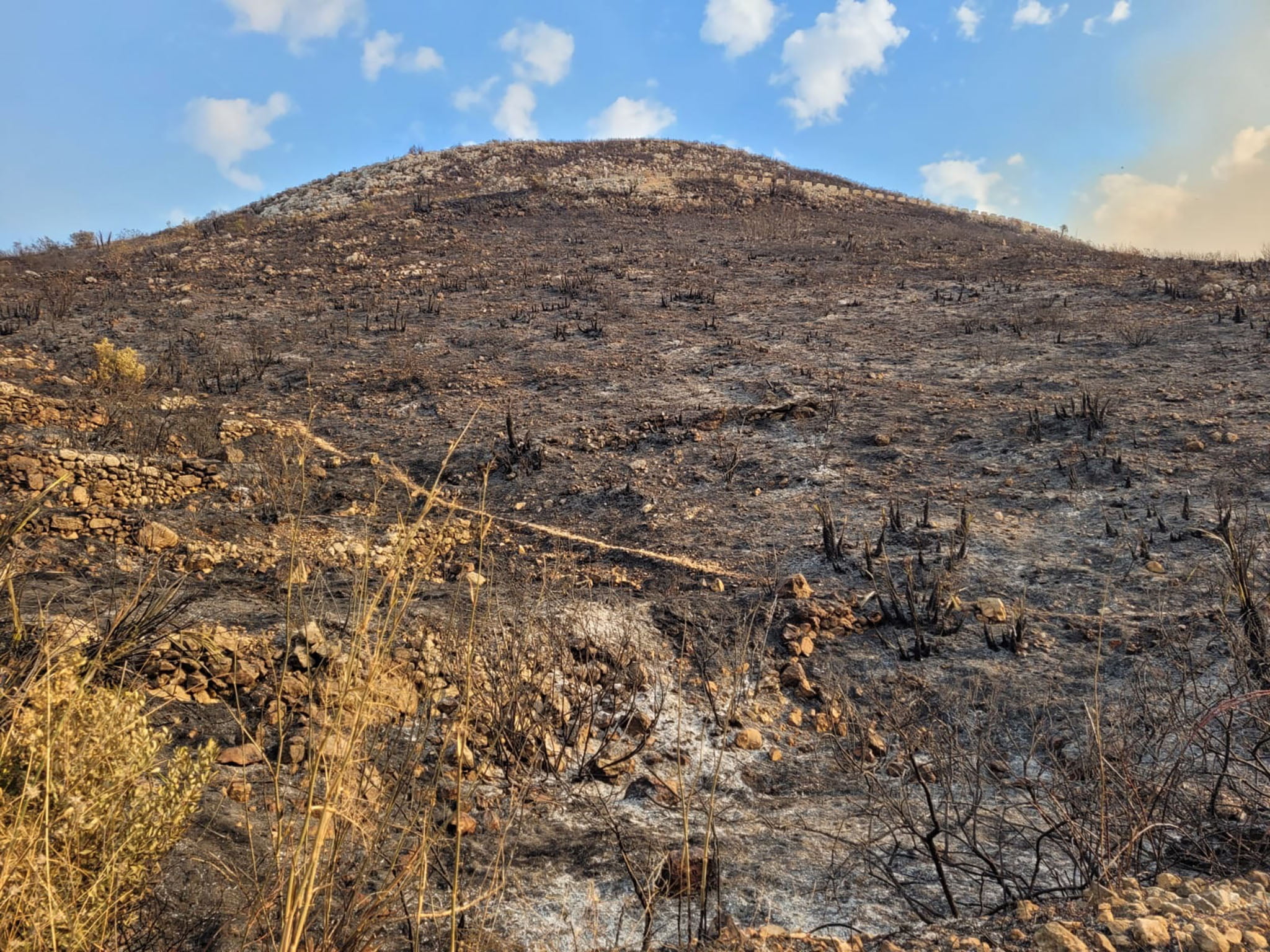 Parte del monte quemado en la Vall d’Ebo