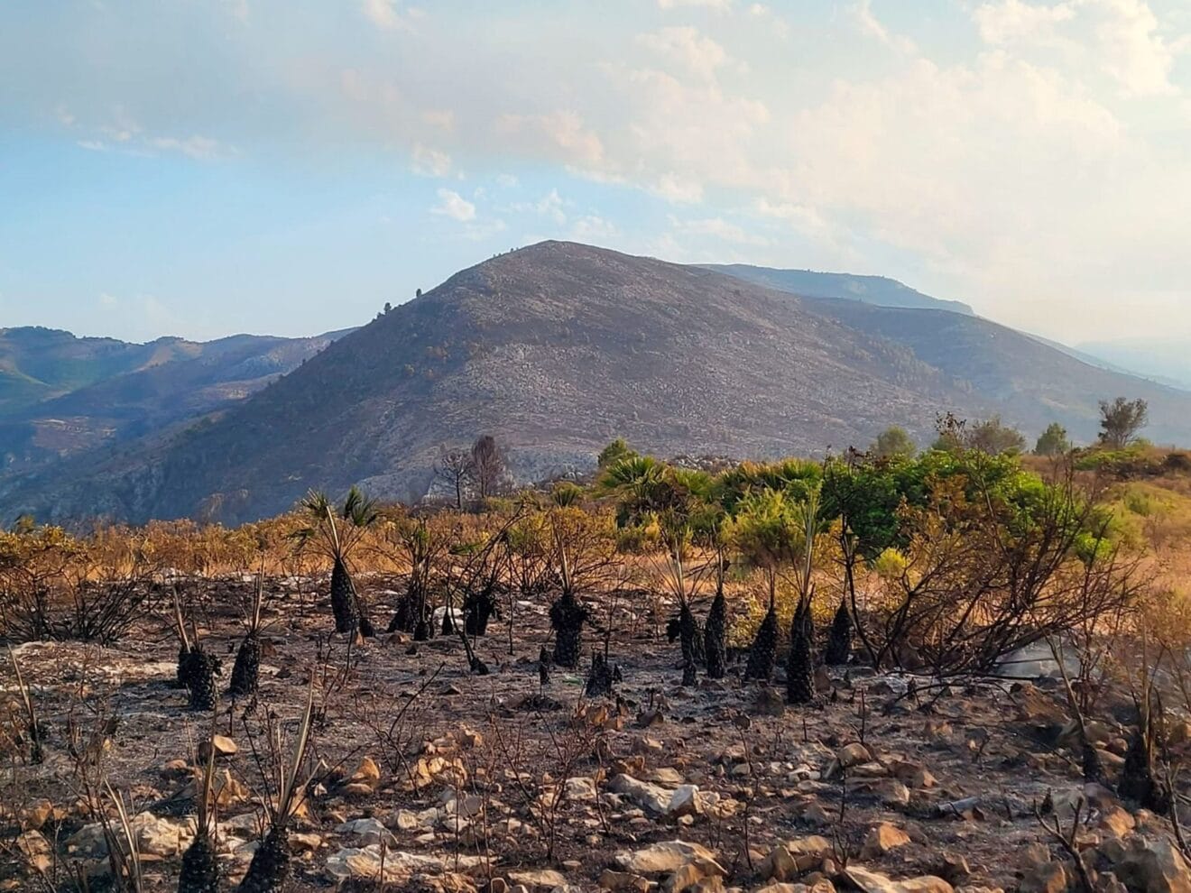 Restos del incendio de la Marina Alta