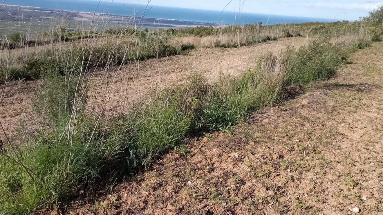 Zona de siembra del coto de caza pegolí