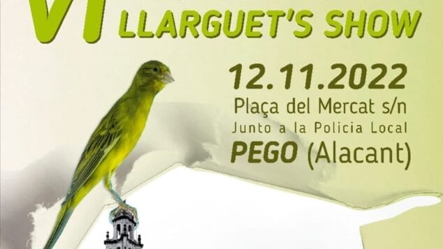 competicion de canarios llarguet en pego