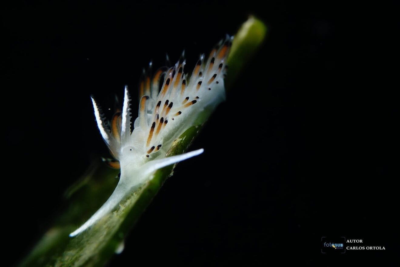 Fotografía macro del XIV Open FotoSub GEAS – IX Copa FASCV 2022