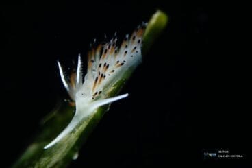 Fotografía macro del XIV Open FotoSub GEAS – IX Copa FASCV 2022