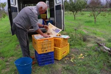 Almacenamiento del fruto en cajas forradas con papel