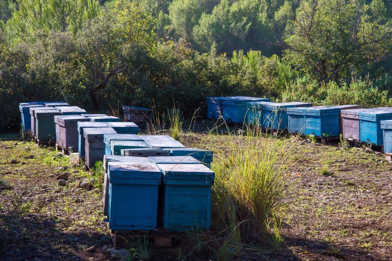 Apicultura en la Marina Alta