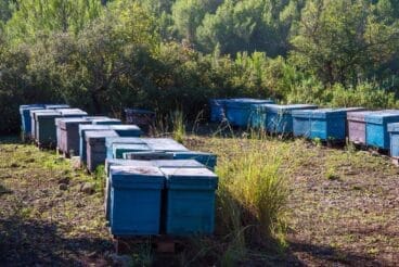 Apicultura en la Marina Alta