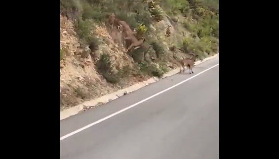 arruis en la marina alta