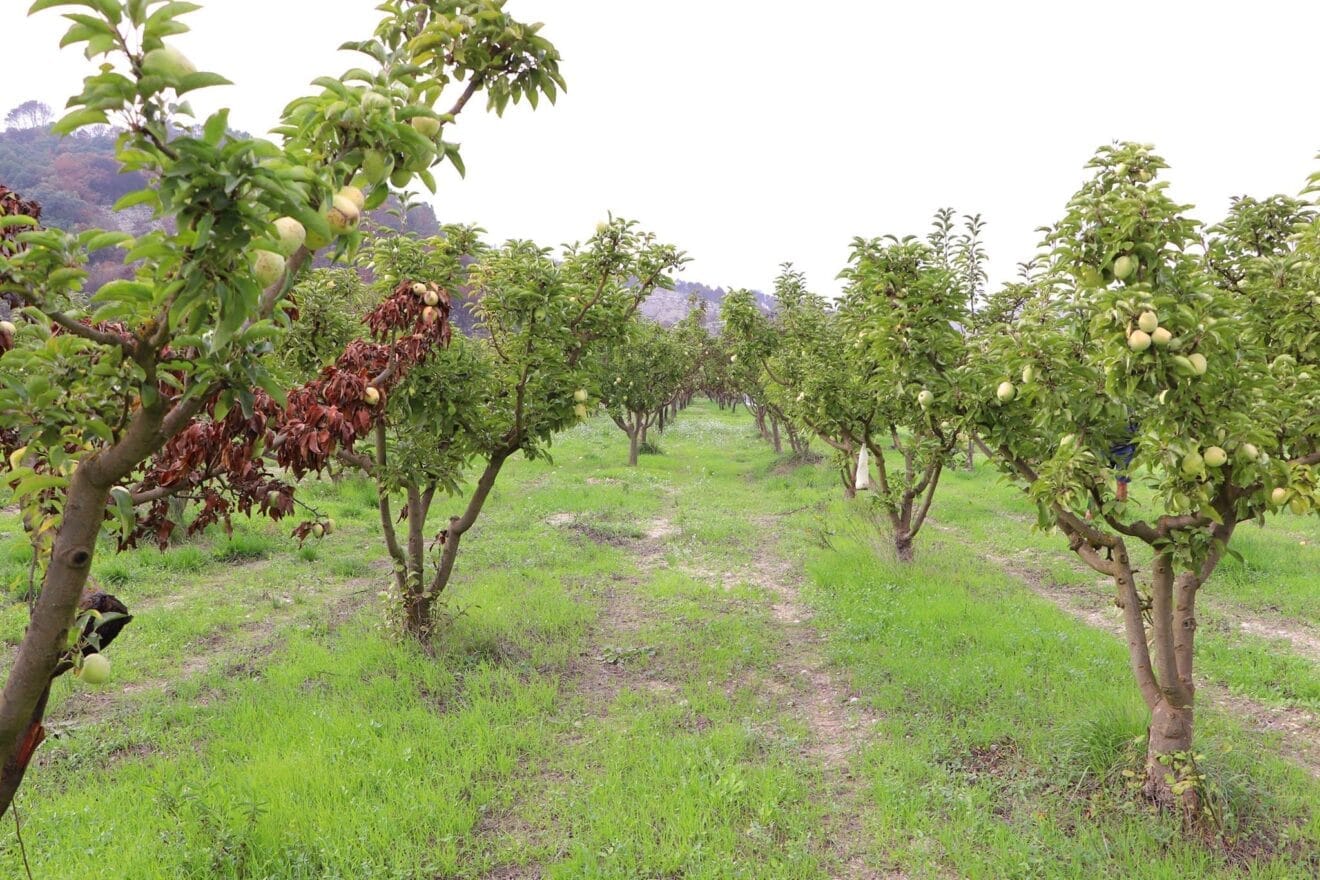 Bancal de perellons en la Vall d'Ebo