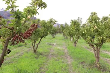 Bancal de perellons en la Vall d’Ebo