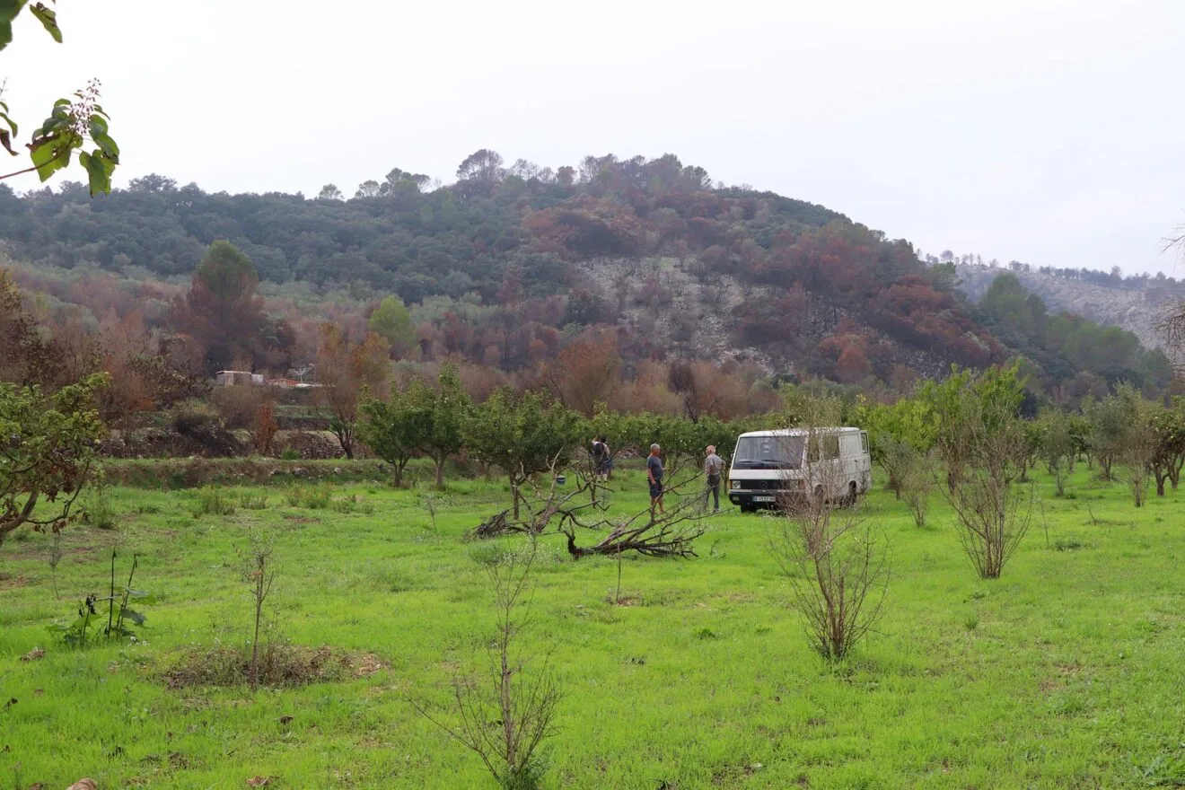 Campo de perellons que sufrió el incendio de la Vall d'Ebo