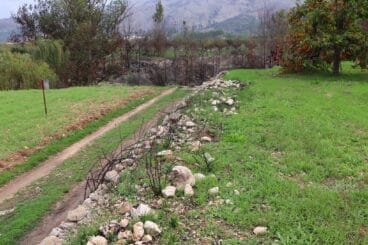 Cosecha de perelló de la Vall d’Ebo en octubre 01