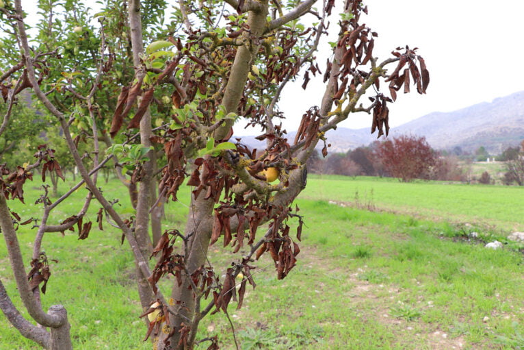 Cosecha de perelló de la Vall d'Ebo en octubre 03