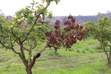 Cosecha de perelló de la Vall d’Ebo en octubre 04