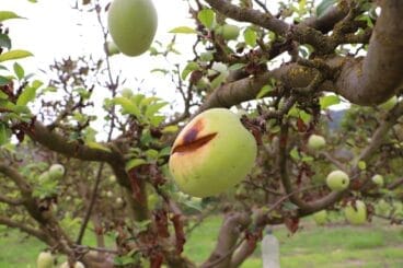 Cosecha de perelló de la Vall d’Ebo en octubre 10