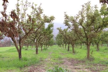 Cosecha de perelló de la Vall d’Ebo en octubre 11