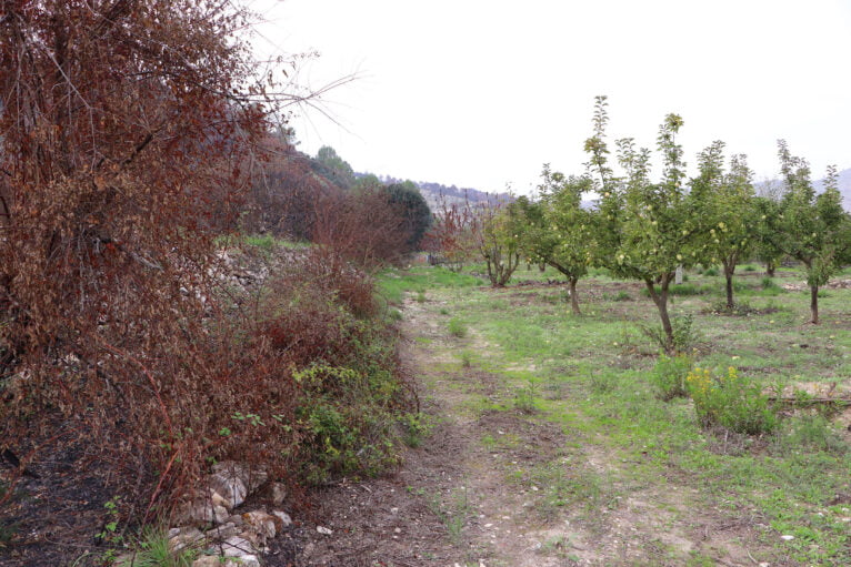 Raccolta del perelló de la Vall d'Ebo nell'ottobre 13