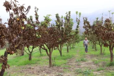 Cosecha de perelló de la Vall d’Ebo en octubre 14