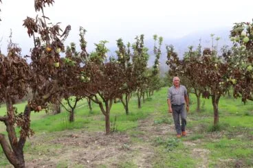 Cosecha de perelló de la Vall d’Ebo en octubre 15