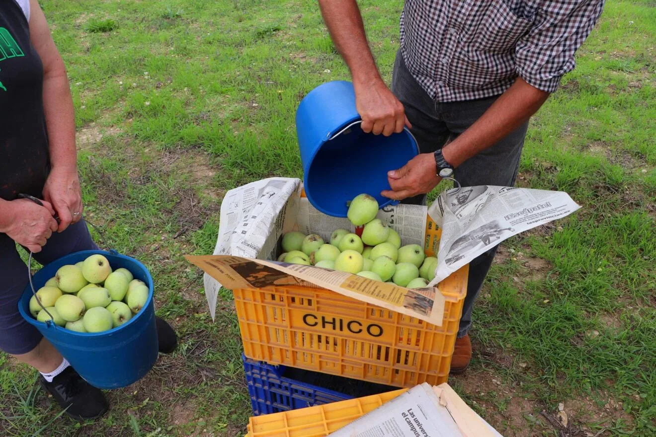 Cosecha de perelló de la Vall d'Ebo en octubre 18
