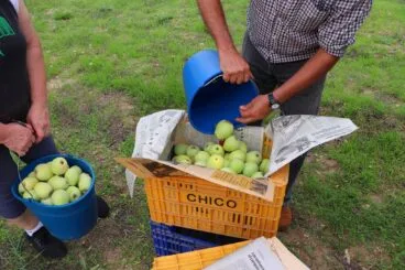 Cosecha de perelló de la Vall d’Ebo en octubre 18