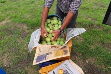 Cosecha de perelló de la Vall d’Ebo en octubre 19