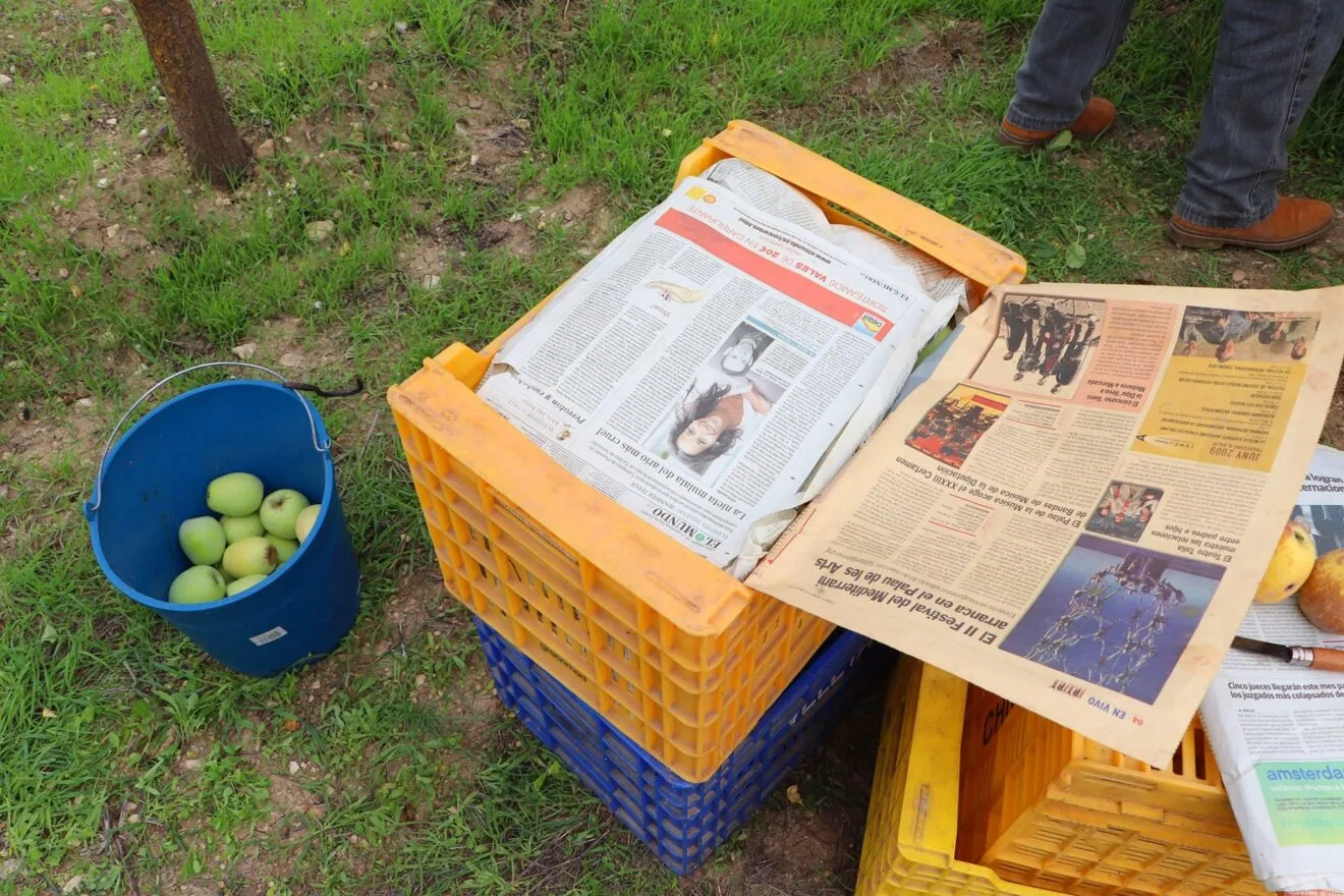 Cosecha de perelló de la Vall d'Ebo en octubre 21