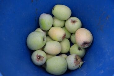 Cosecha de perelló de la Vall d’Ebo en octubre 23