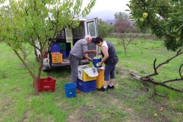 Cosecha de perelló de la Vall d’Ebo en octubre 25