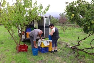 Cosecha de perelló de la Vall d’Ebo en octubre 26
