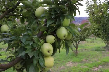 Cosecha de perelló de la Vall d’Ebo en octubre 27
