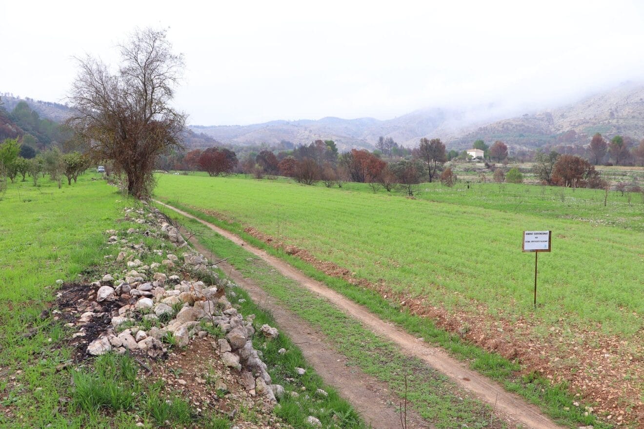 Cosecha de perelló de la Vall d'Ebo en octubre 29