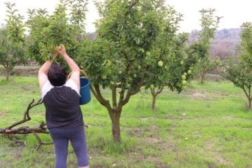 Cosecha de perelló de la Vall d’Ebo en octubre 34
