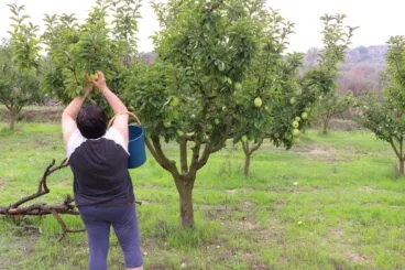Cosecha de perelló de la Vall d’Ebo en octubre 34