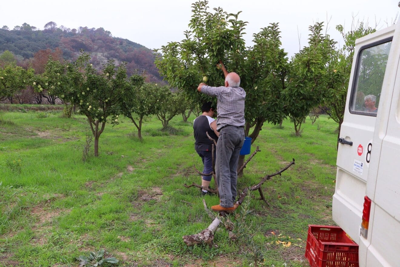 Cosecha de perelló de la Vall d'Ebo en octubre 36