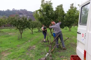 Cosecha de perelló de la Vall d’Ebo en octubre 37