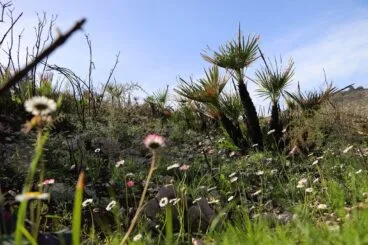 Flores y nueva vegetación entre especies quemadas