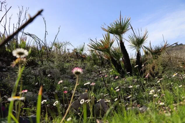 Les Valls de la Marina Alta desean renacer: ¿cuándo se recuperarán las montañas tras el gran incendio? 6 Imagen: Flores y nueva vegetación entre especies quemadas