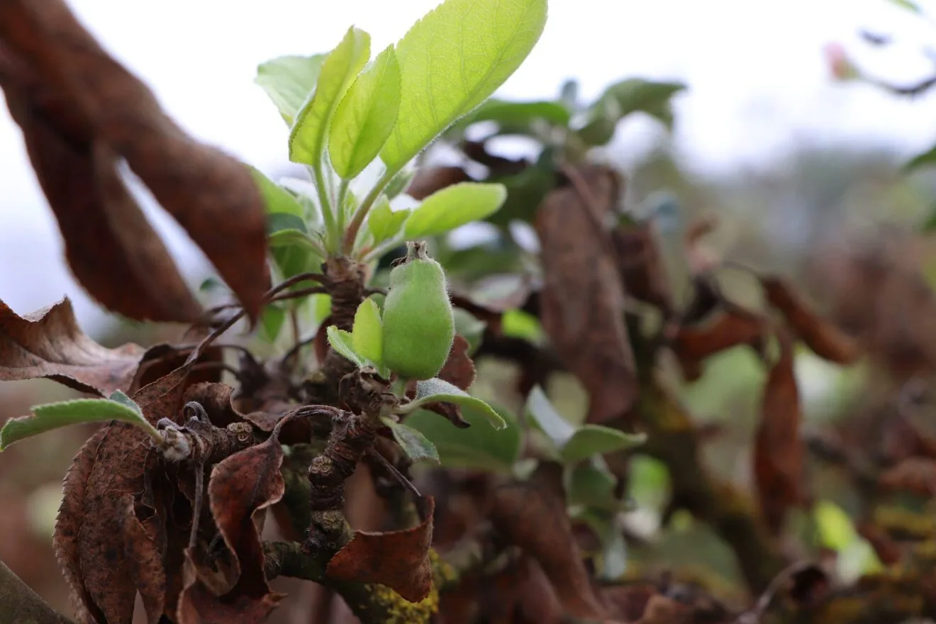 Nuevos frutos de perelló en octubre tras el incendio