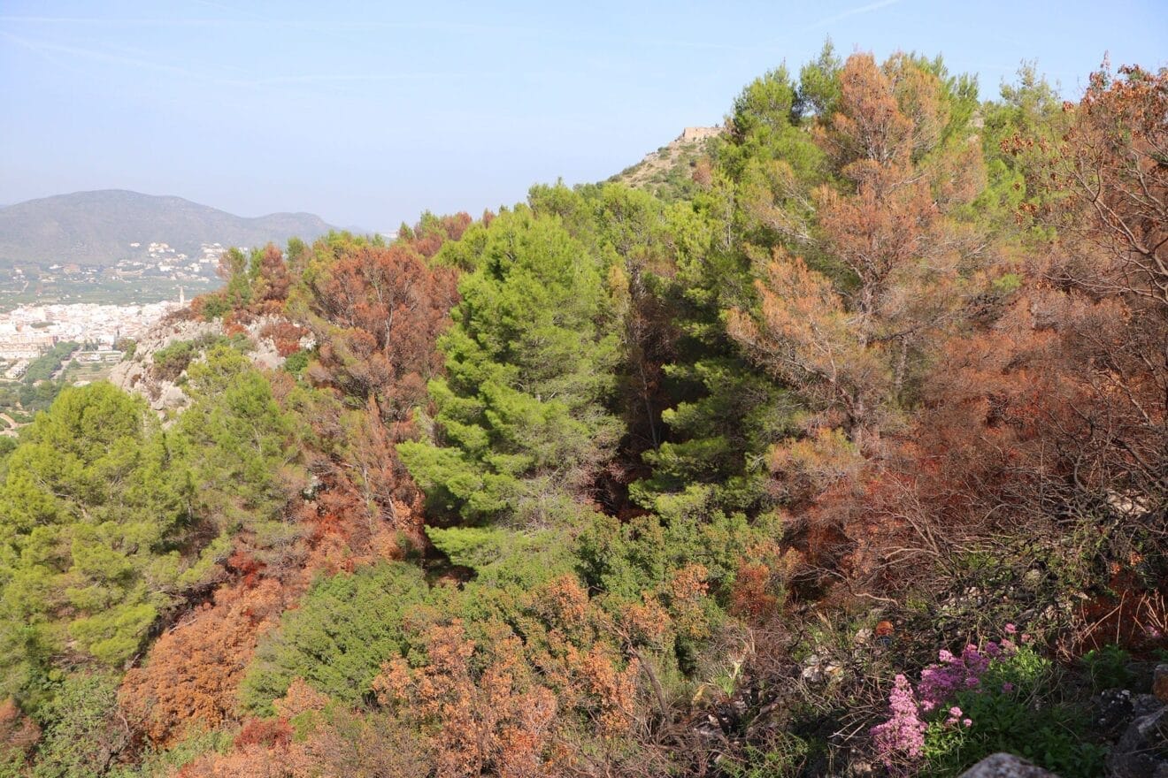 Paisaje en la Vall d'Ebo dos meses después del incendio 01