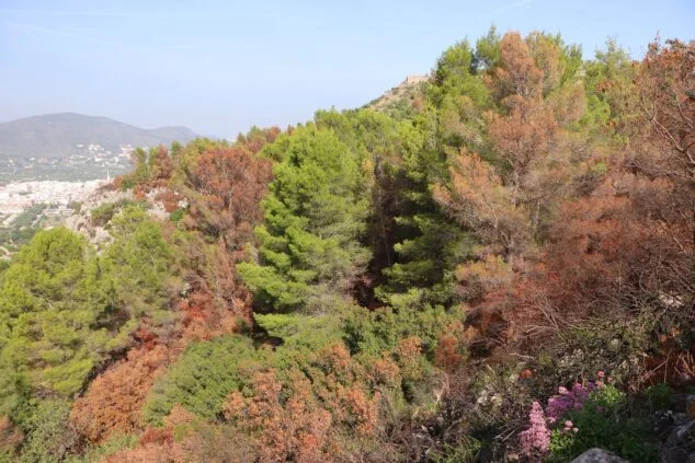 Les Valls de la Marina Alta desean renacer: ¿cuándo se recuperarán las montañas tras el gran incendio? 14 paisaje en la vall debo dos meses despues del incendio 01