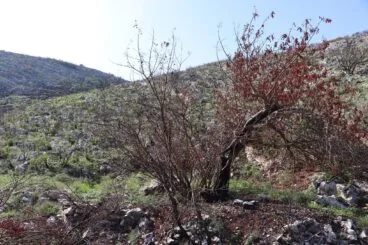 Paisaje en la Vall d’Ebo dos meses después del incendio 04