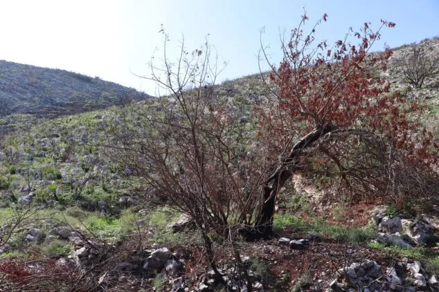 Les Valls de la Marina Alta desean renacer: ¿cuándo se recuperarán las montañas tras el gran incendio? 17 paisaje en la vall debo dos meses despues del incendio 04