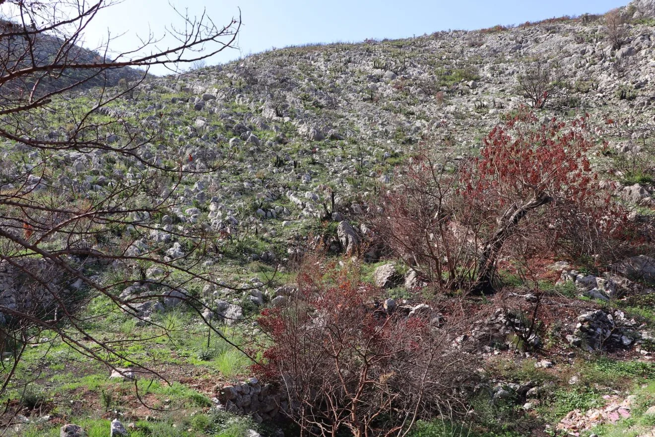 Paisaje en la Vall d'Ebo dos meses después del incendio 06