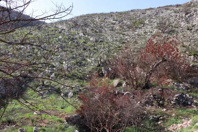 Les Valls de la Marina Alta desean renacer: ¿cuándo se recuperarán las montañas tras el gran incendio? 19 paisaje en la vall debo dos meses despues del incendio 06