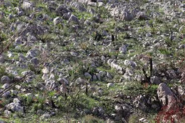 Paisaje en la Vall d’Ebo dos meses después del incendio 09