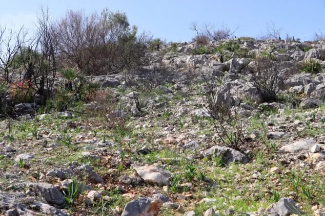 Les Valls de la Marina Alta desean renacer: ¿cuándo se recuperarán las montañas tras el gran incendio? 28 paisaje en la vall debo dos meses despues del incendio 15