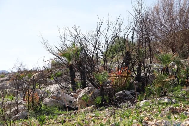 Les Valls de la Marina Alta desean renacer: ¿cuándo se recuperarán las montañas tras el gran incendio? 29 paisaje en la vall debo dos meses despues del incendio 16