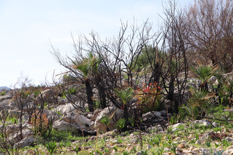 Paisaje en la Vall d'Ebo dos meses después del incendio 16