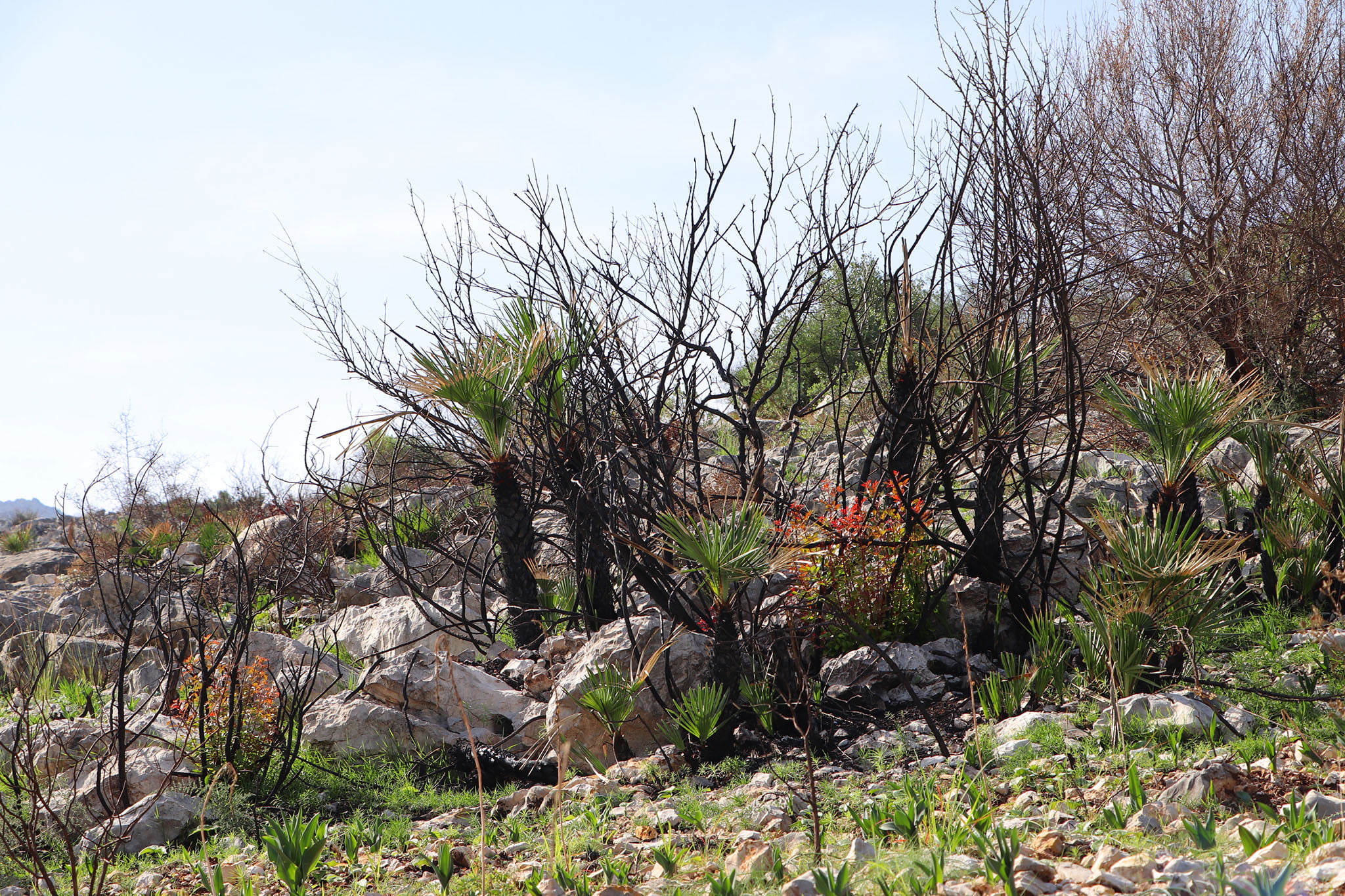Paisaje en la Vall d’Ebo dos meses después del incendio 16